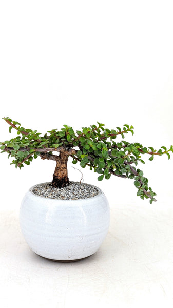 'Glinda' the Mini Elephant Bush