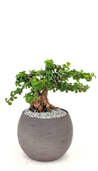 'Glinda' the Mini Elephant Bush