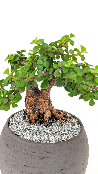 'Glinda' the Mini Elephant Bush