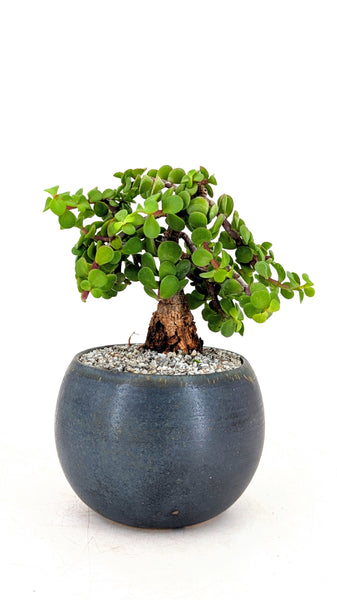 'Glinda' the Mini Elephant Bush