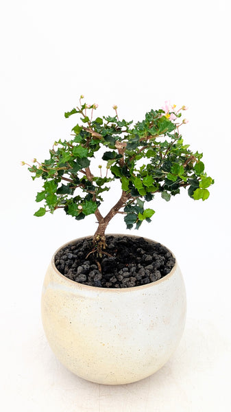 'Holly' the Dwarf Holly