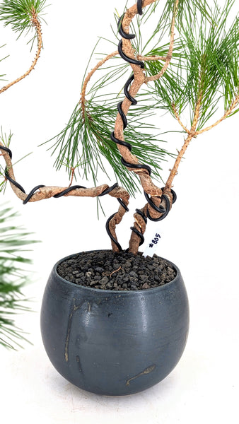 'Fred' the Japanese Black Pine - #805