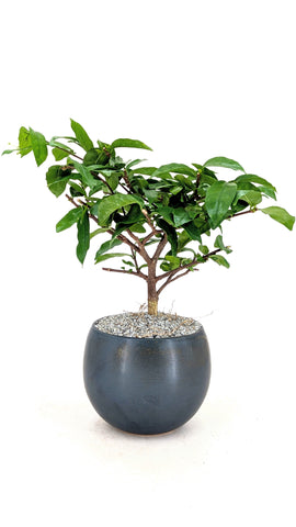 盆栽⑧ Water Jasmine Bonsai | The Bonsai Shop – Dandy Farmer