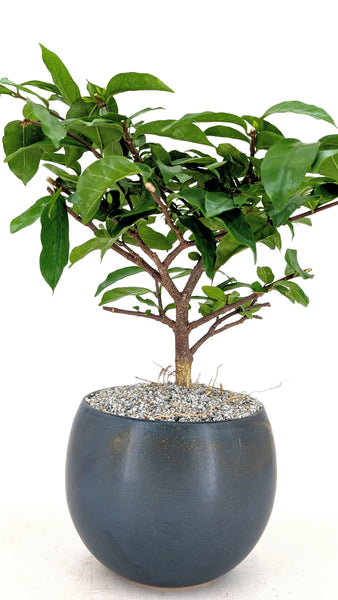 'Mai' the Water Jasmine