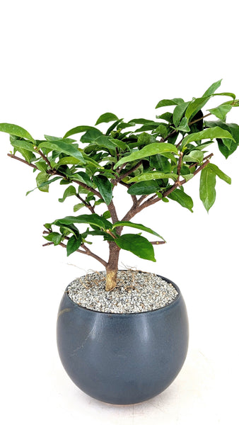'Mai' the Water Jasmine
