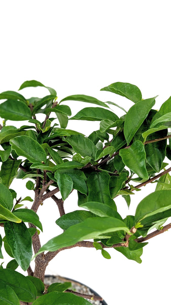 'Mai' the Water Jasmine