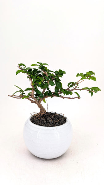 'Mai' the Water Jasmine