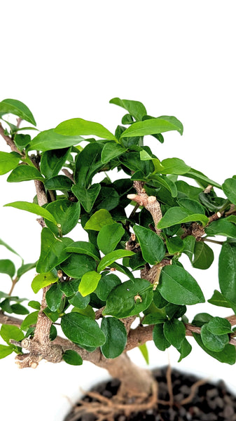 'Mai' the Water Jasmine