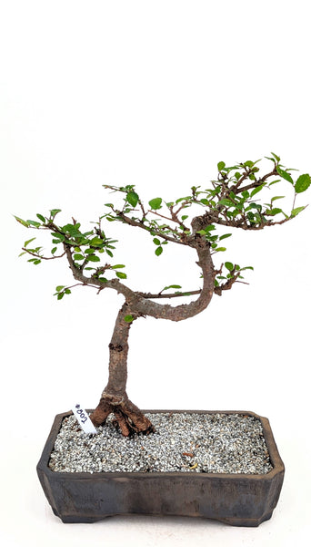 'Zen' the Chinese Elm - #802