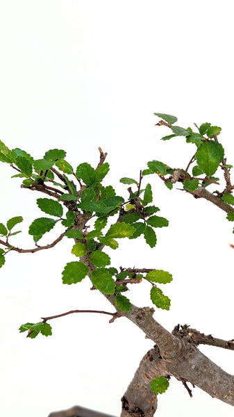'Zen' the Chinese Elm - #802