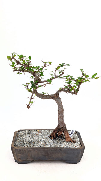 'Zen' the Chinese Elm - #802