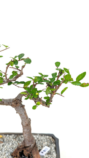 'Zen' the Chinese Elm - #802
