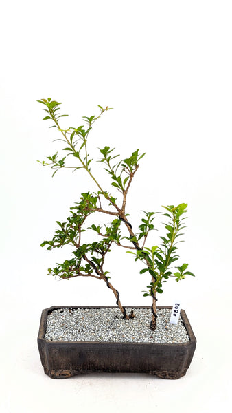 'Dora' the Spiny Black Olive - #803