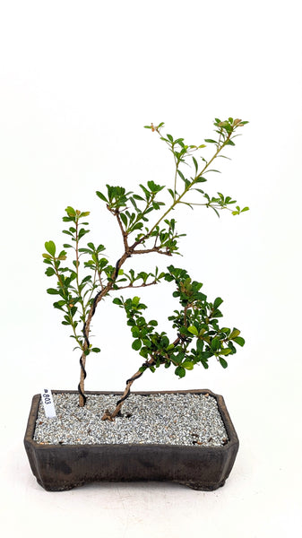 'Dora' the Spiny Black Olive - #803