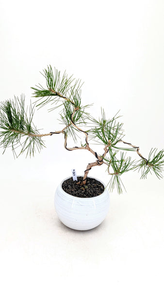 'Fred' the Japanese Black Pine - #804