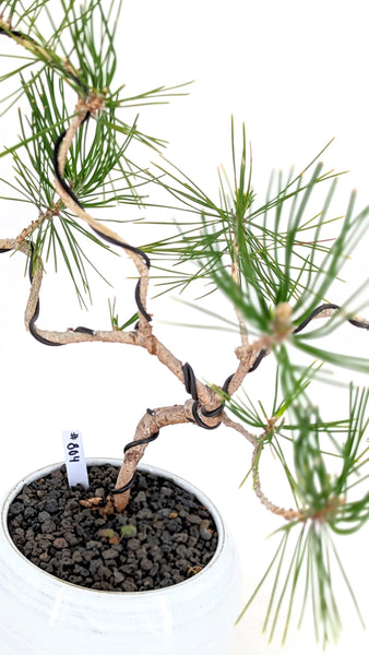 'Fred' the Japanese Black Pine - #804