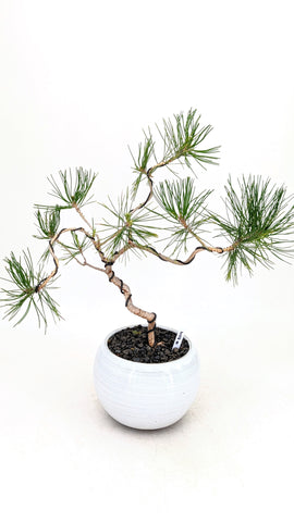 Japanese Black Pine Bonsai