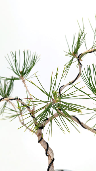 'Fred' the Japanese Black Pine - #804