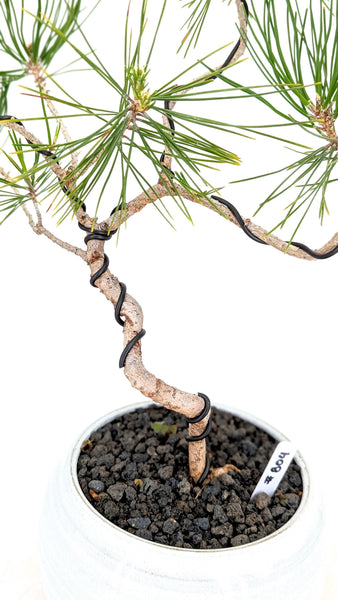 black bean tree bonsai Japanese Black Pine Bonsai
