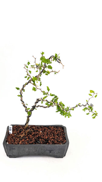 'Walter' the Texas Ebony- #809