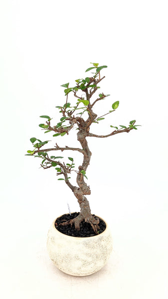 'Zen' the Chinese Elm - #801