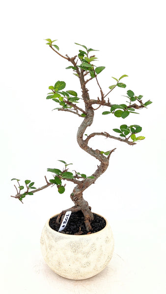 'Zen' the Chinese Elm - #801
