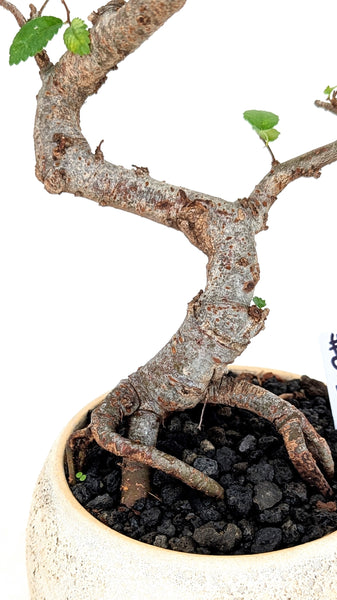 'Zen' the Chinese Elm - #801