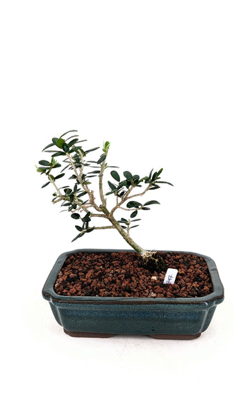 'Olivia' the European Olive Tree - #797