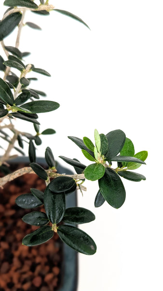 'Olivia' the European Olive Tree - #797