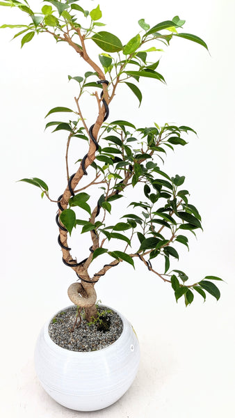 'Benny' the Weeping Fig Tree - #627