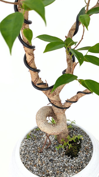 'Benny' the Weeping Fig Tree - #627