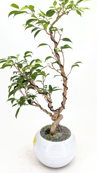 'Benny' the Weeping Fig Tree - #627