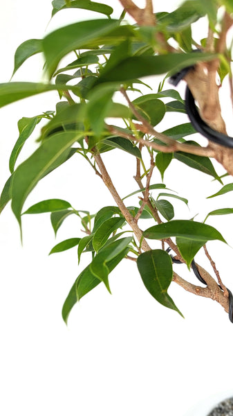'Benny' the Weeping Fig Tree - #627