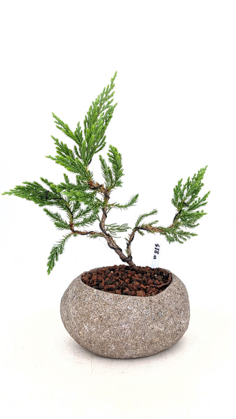 'Jen' the Blue Point Juniper - #813