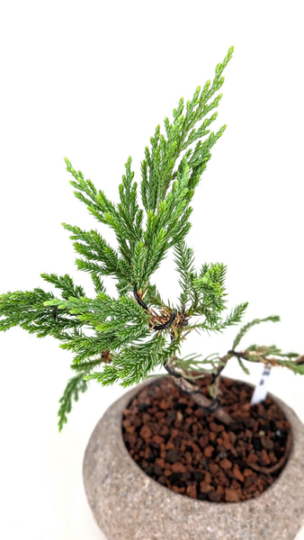 'Jen' the Blue Point Juniper - #813
