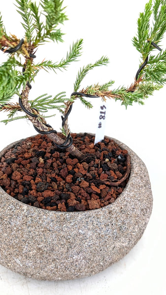 'Jen' the Blue Point Juniper - #813