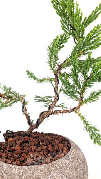 'Jen' the Blue Point Juniper - #813
