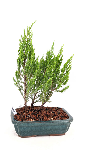 'Jen' the Blue Point Juniper - #812
