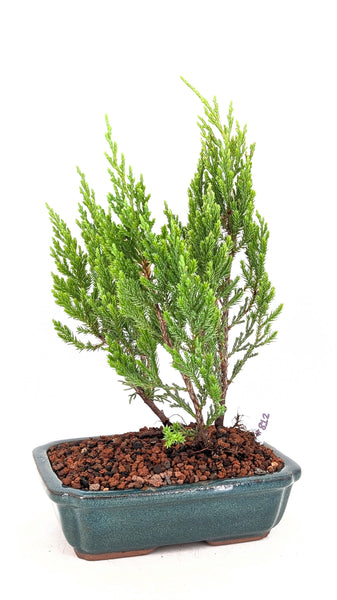 'Jen' the Blue Point Juniper - #812