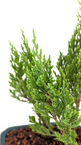 'Jen' the Blue Point Juniper - #812