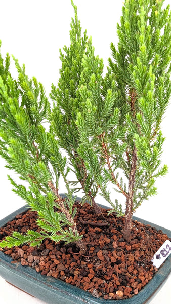 'Jen' the Blue Point Juniper - #812