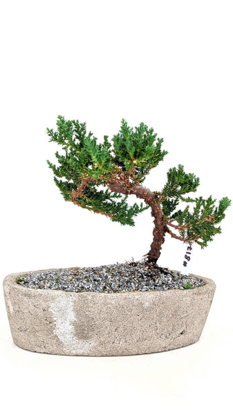 'Jasper' the Japanese Garden Juniper - #817