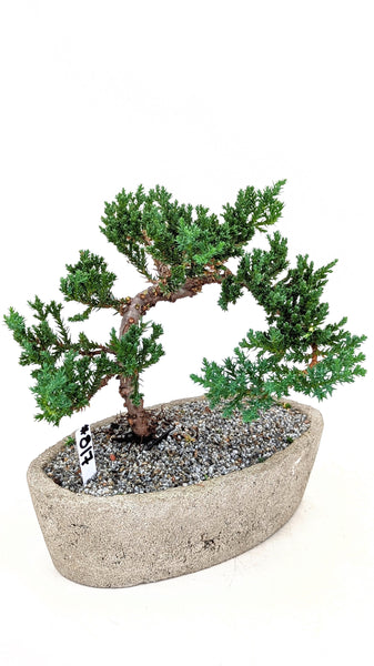 'Jasper' the Japanese Garden Juniper - #817