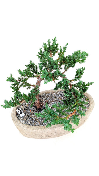 'Jasper' the Japanese Garden Juniper - #817
