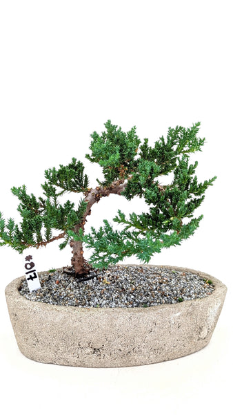 'Jasper' the Japanese Garden Juniper - #817