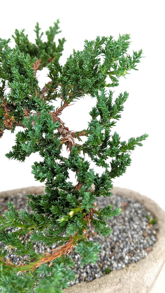 'Jasper' the Japanese Garden Juniper - #817
