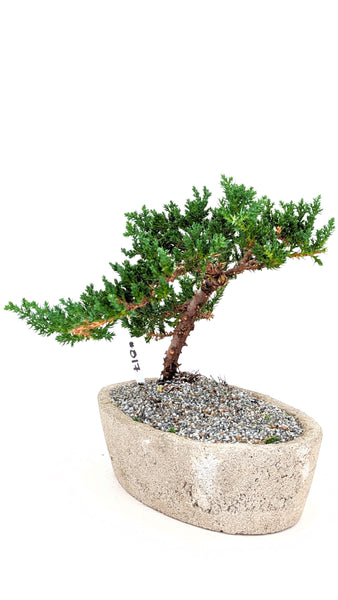 'Jasper' the Japanese Garden Juniper - #817