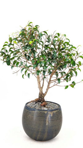 Dwarf Banyan Modern Bonsai | The Bonsai Shop – Dandy Farmer