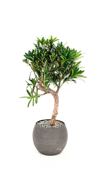 'Podrik' the Buddhist Pine