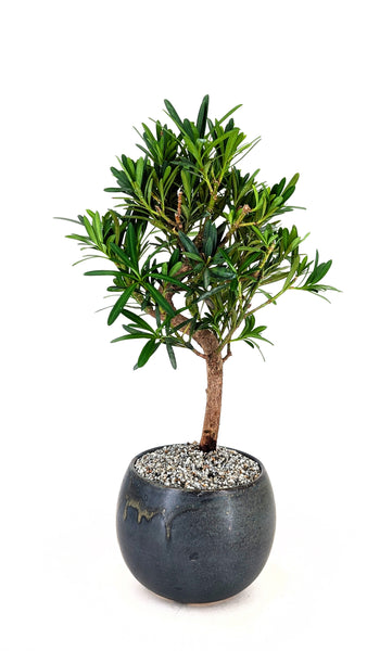 'Podrik' the Buddhist Pine